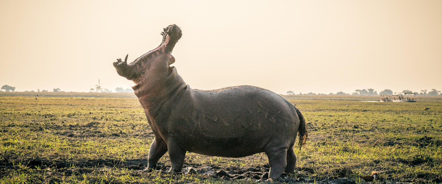 Südafrika, Simbabwe und Botswana - African Extravaganza