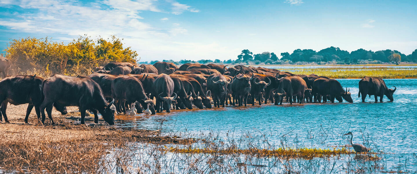 Südafrika, Simbabwe und Botswana - African Extravaganza